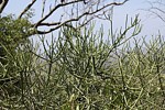 Euphorbia tirucalli Kasigau GPS183 Kenya 2014 Christian IMG_4061.jpg